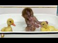 Baby monkey yumy so excited when swims with the duckling