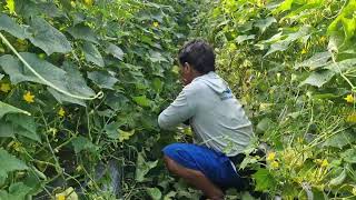 SMART CUCUMBER PRUNING WITH SUPER SHARP SCISSORS | SATISFYING CUTS! - agricultural