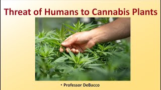 Threat of Humans to Cannabis Plants