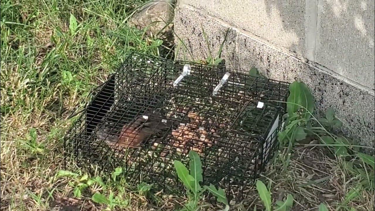 The Chipmunkinator - Multi-Catch Live Trap Works - YouTube