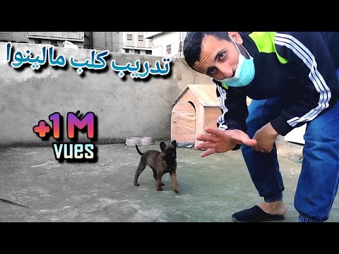 فيديو: يجب أن أحصل على جرو فنجان لأطفالي؟