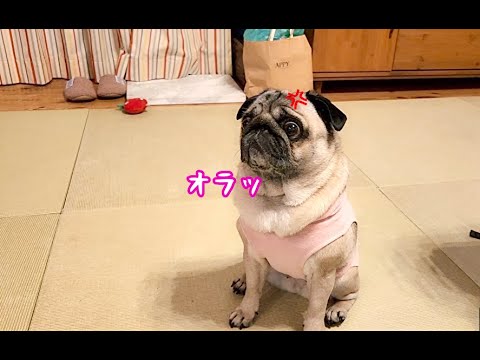 Pug Pug is a dog that keeps acting tough, not calming down