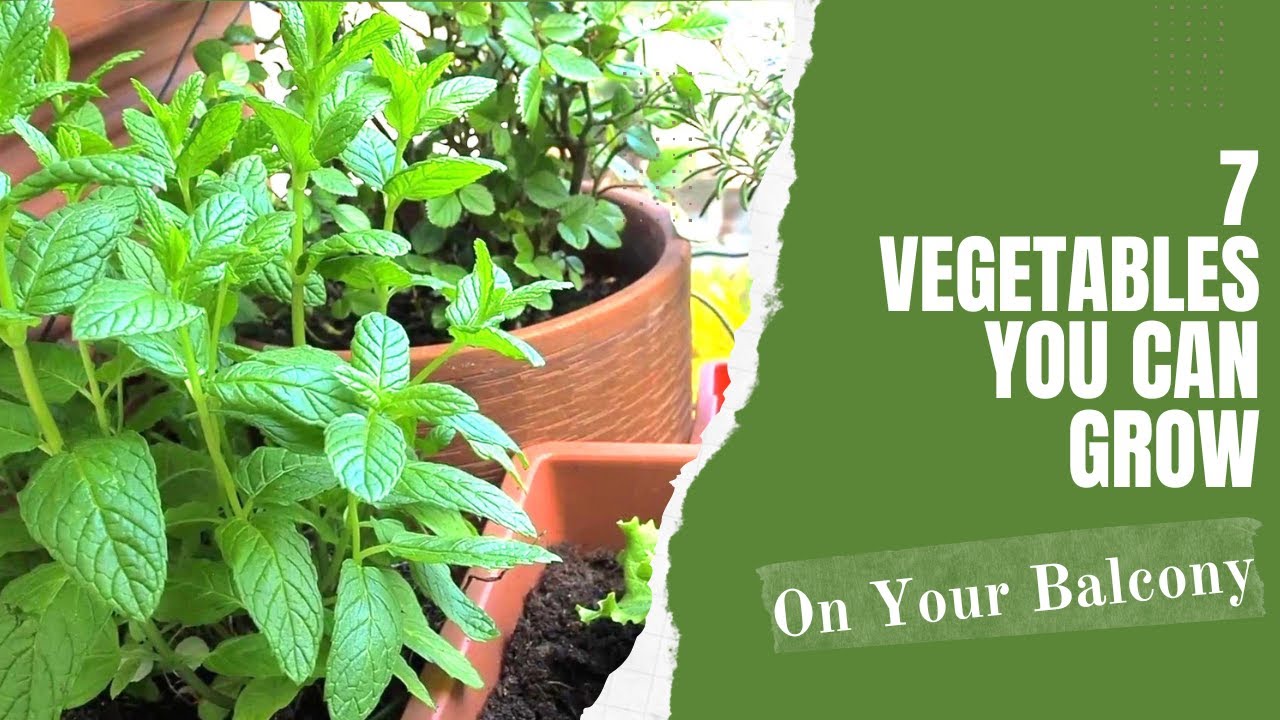 Balcony Gardening: 7 Super Easy Vegetables You Can Grow: Episode 16 ...