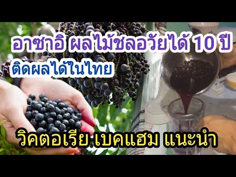 วีดีโอ: อาซาอิเบอร์รี่มหัศจรรย์