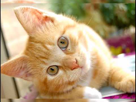 Video: Gato De Estepa: Estilo De Vida, Hábitat, Mantenimiento En Cautiverio, Cría Y Alimentación Del Gato