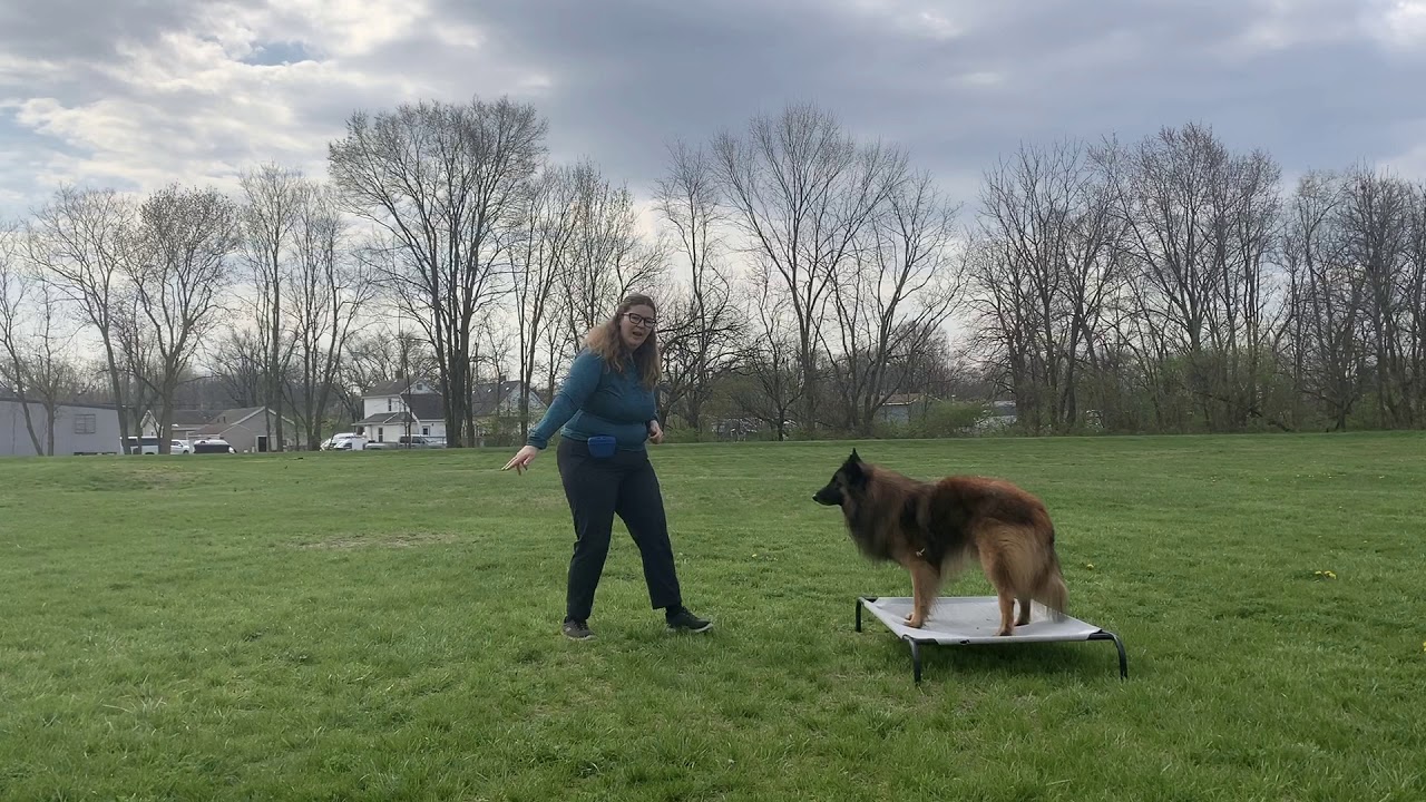 dog training dayton oh 937 885 3427 agility manners including puppies