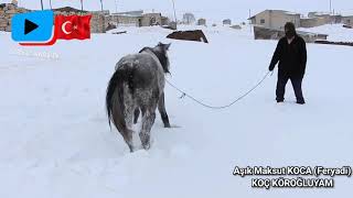 Aşık Maksut KOCA (Feryadi)  KOÇ KÖROĞLUYAM Resimi