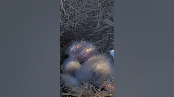 P#86- Review mother birds brings food to feed her babies in the nest, baby birds life #birdslover