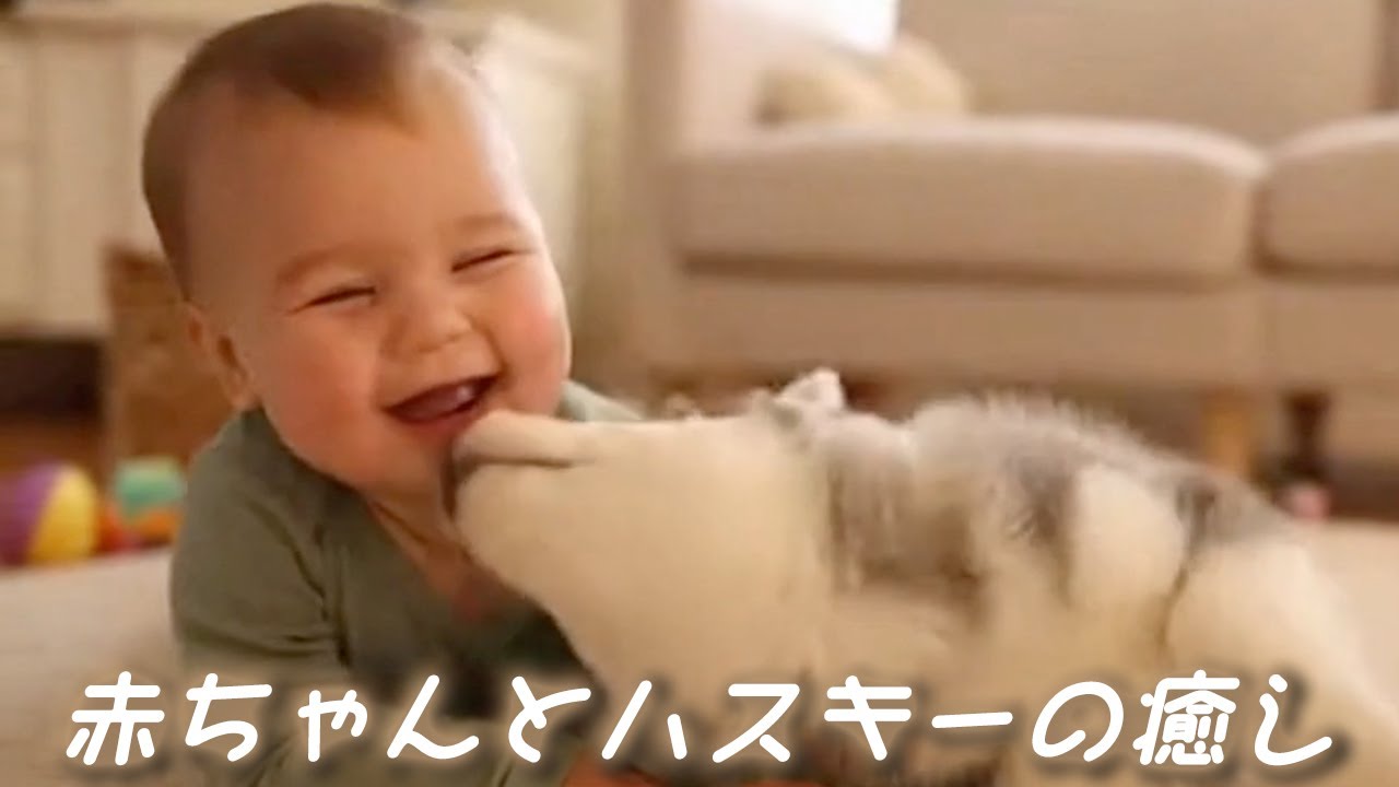 【癒し】赤ちゃんとハスキーの癒し動画