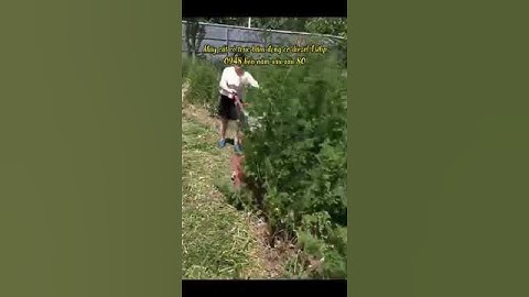 Máy Cắt Cỏ Trục Băm Chuyên Nghiệp Máy Cắt Cỏ Nông Lâm Nghiệp