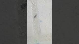 Ant Species? Id Help