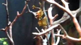 My footage used by the California Academy of Sciences!