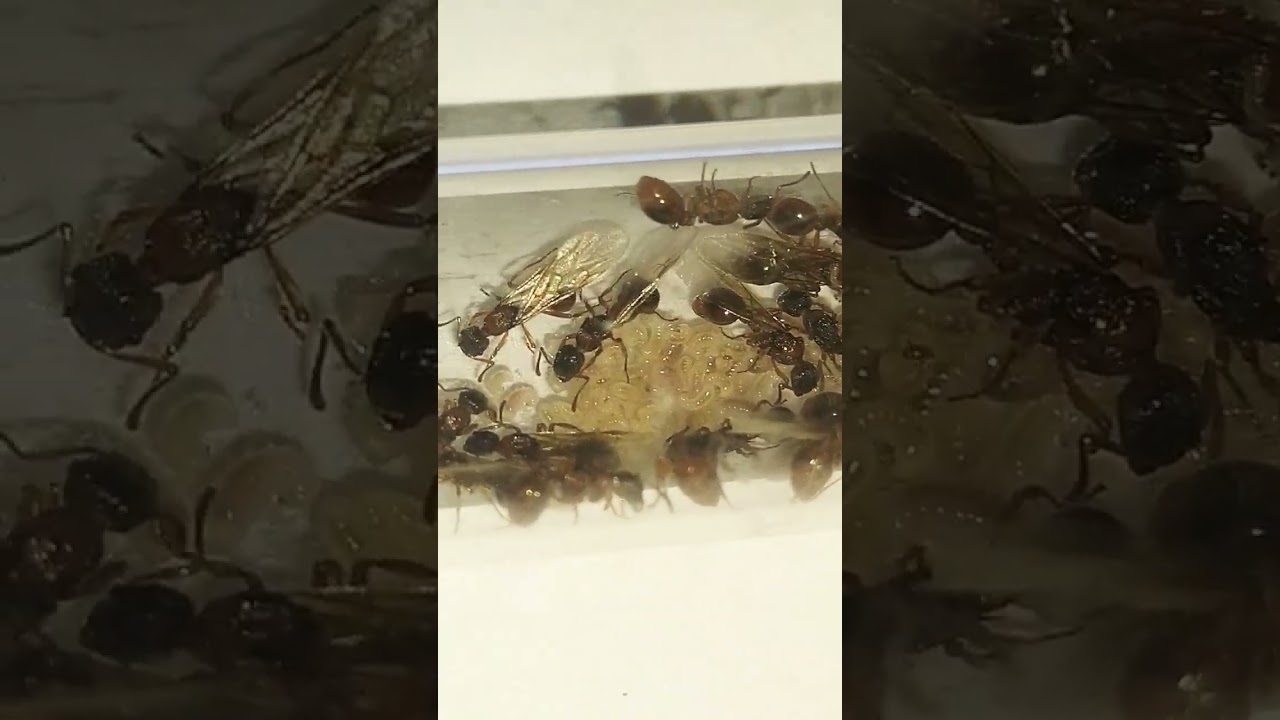 European fire ant queens(first voicover) 