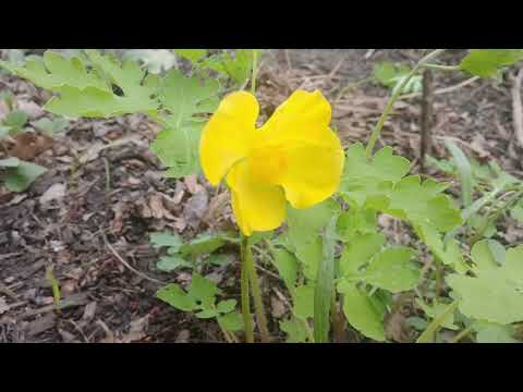Video: Celandine Poppy Wildflowers - Bahçede Büyüyen Celandine Bitkileri