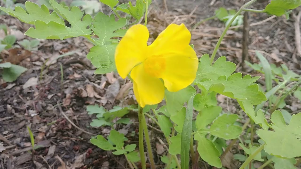 Celandine poppy, a colorful spring beauty - YouTube