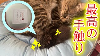 猫の肉球に専用クリーム塗ってみたら最高のぷにぷにを手に入れた　When I applied the special cream to the cat's hand, it felt the best