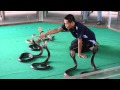 Шоу со змеями (Тайланд)