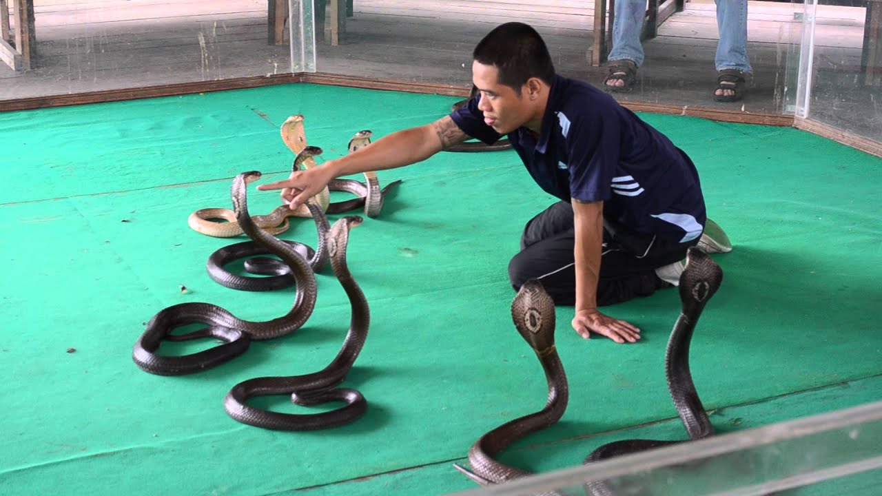 Змеи пхукета Змеи пхукета