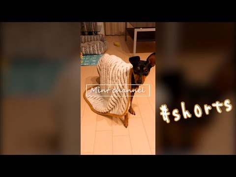 愛犬の寝起き姿が… #shorts【ミニチュアピンシャー】【ミニピン】【ペット】【犬】