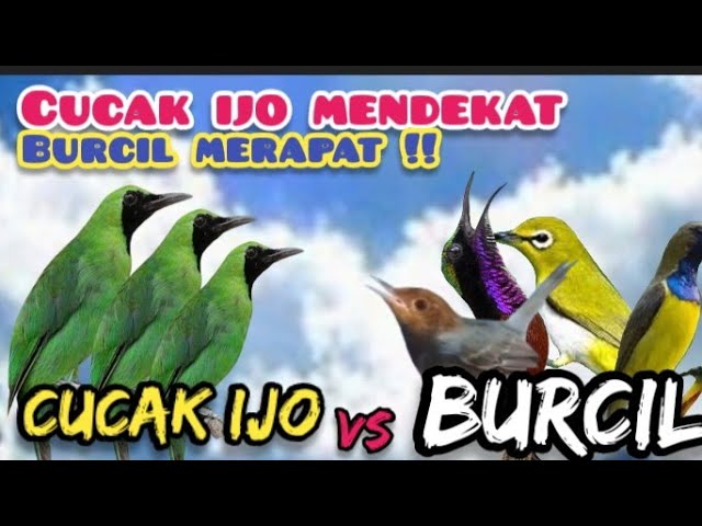 Suara Pikat Cucak Ijo Ribut Kombinasi Burung Kecil Ribut class=