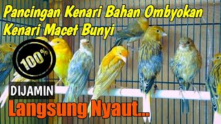 PANCINGAN SUARA KENARI BAHAN OMBYOKAN SUPAYA CEPAT BUNYI NYAUT dan GACOR