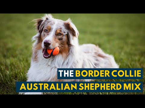 فيديو: يقدم Border Collie Mix التاريخي تذكير لطيف بأن الكلاب هي حقا أفضل صديق للرجل