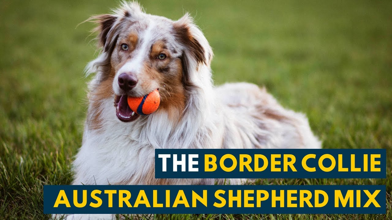 Border Collie Australian Shepherd Mix A Video Guide To The Smartest Dog You Ll Ever See Youtube