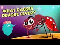 What causes dengue fever  dengue  the dr binocs show  peekaboo kidz