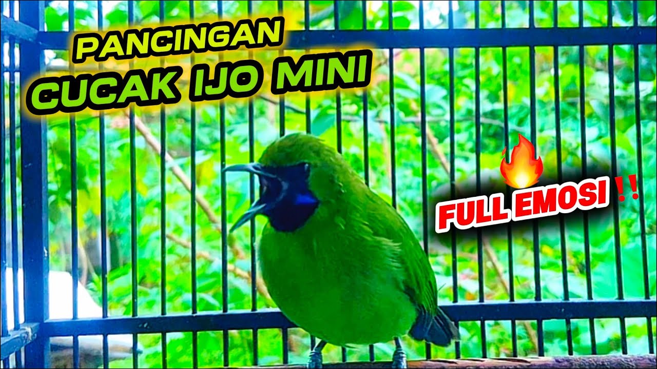 Pancingan cucak ijo mini gacor full nembak isian !!! Jomin bahan auto emosi