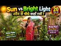 🌿 धूप vs ब्राइट लाइट! कौन से पौधे कहाँ रखें? पूरा गार्डन Tour + Cutting Tips☀️Sun या Bright Light?