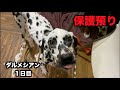 保護預りダルメシアン初めての家へ【1日目】