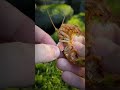 Blood Sucking Parasites Attacking Shrimp #shorts