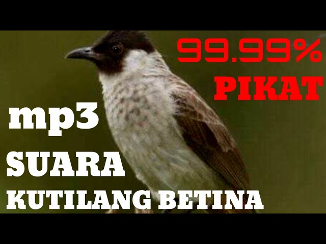 mp3 suara pikat kutilang betina memangil jantan (M&R Kicau mania) class=