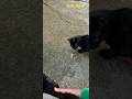 STREET CATS-Mačke stigle  i sada doručak.!!!        Dejan Čupa Art