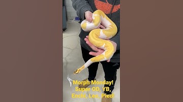 Morph Monday! #ballpython
