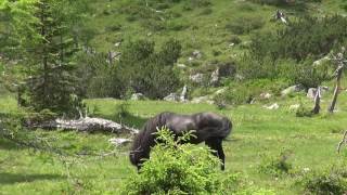 Animals in the austrian alps