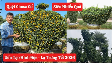 ✅Cập nhật tình hình những cây Quýt Cổ Chusa được uốn tạo hình độc - lạ trưng tết 2026👍☎️0963.61.8863