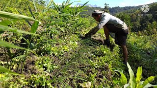 Kerja keras mencabut rumpai di kawasan tanaman halia dan losun || Vlog Kebun EP29