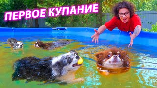 Купила Огромный Бассейн Для Собак! Собаки Купаются В Бассейне Первый Раз - Первый Урок Плавания