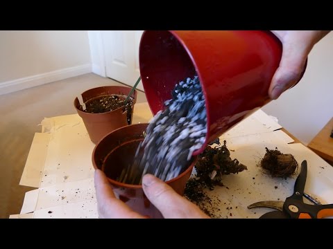 Video: Gloxinia Transplant: When Should You Transplant It After Hibernation From One Pot To Another? Home Care After Winter