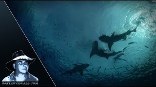 Lemon Sharks Feeding 02 Footage