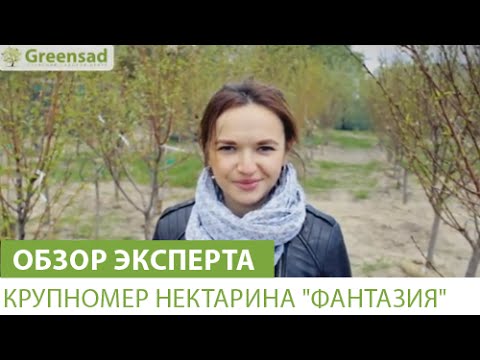 Крупномер нектарина &quot;Фантазия&quot;