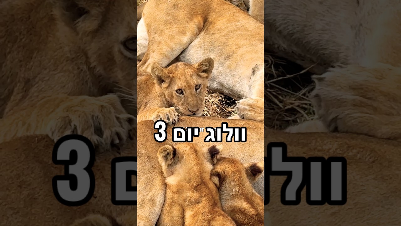 ספארי חלק 3 🦁 תעקבו ❤️ #אורטולדנו #חיות #אפריקה