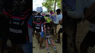 Download Lagu Karapan Sapi Tim Harapan Cinta. MP3