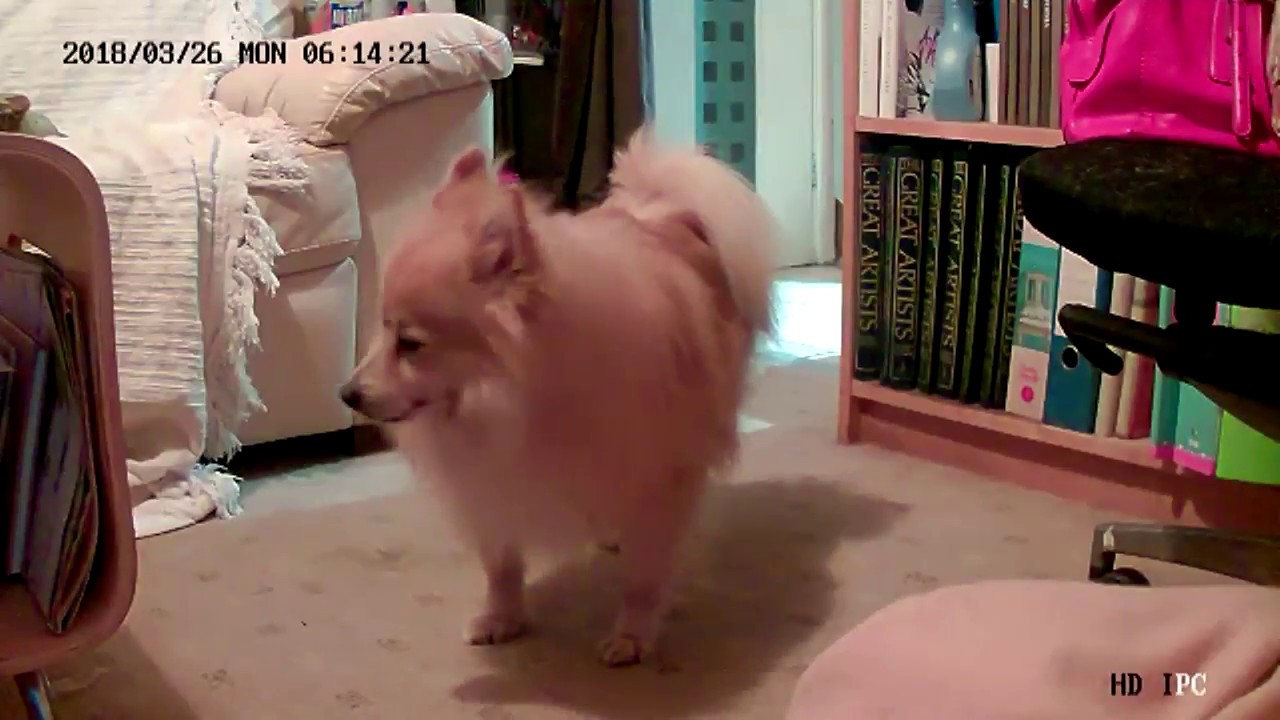 camera iphone 8 plus apk TOOGE Pet Camera, A Good Companion for Your Pet