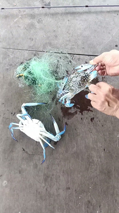 mancing ketam