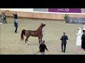 N 343 FALAH AL SHAQAB   22nd Qatar National 2019   Stallions 4 to 6 Years Old Class 12