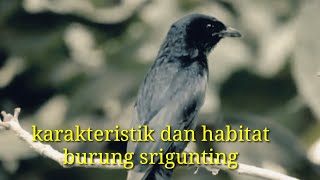 Karakteristik dan habitat burung srigunting