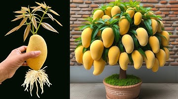 How To Grow Mango Tree From Mango Fruit With Coca Cola And egg, grow mango tree cutting