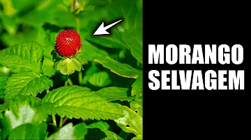 Como plantar morango silvestre em casa?